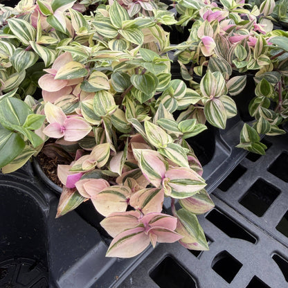 Tradescantia Quadricolor - 4" Live Plant