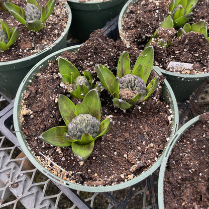 Spring Hyacinth - Blooming Live Plant - Assorted Colors