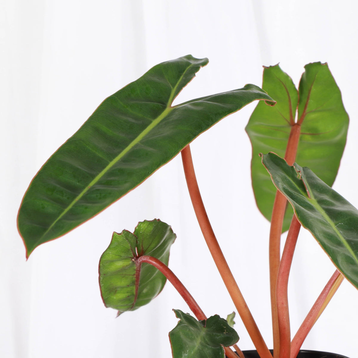 Philodendron Billietiae - Live Plant