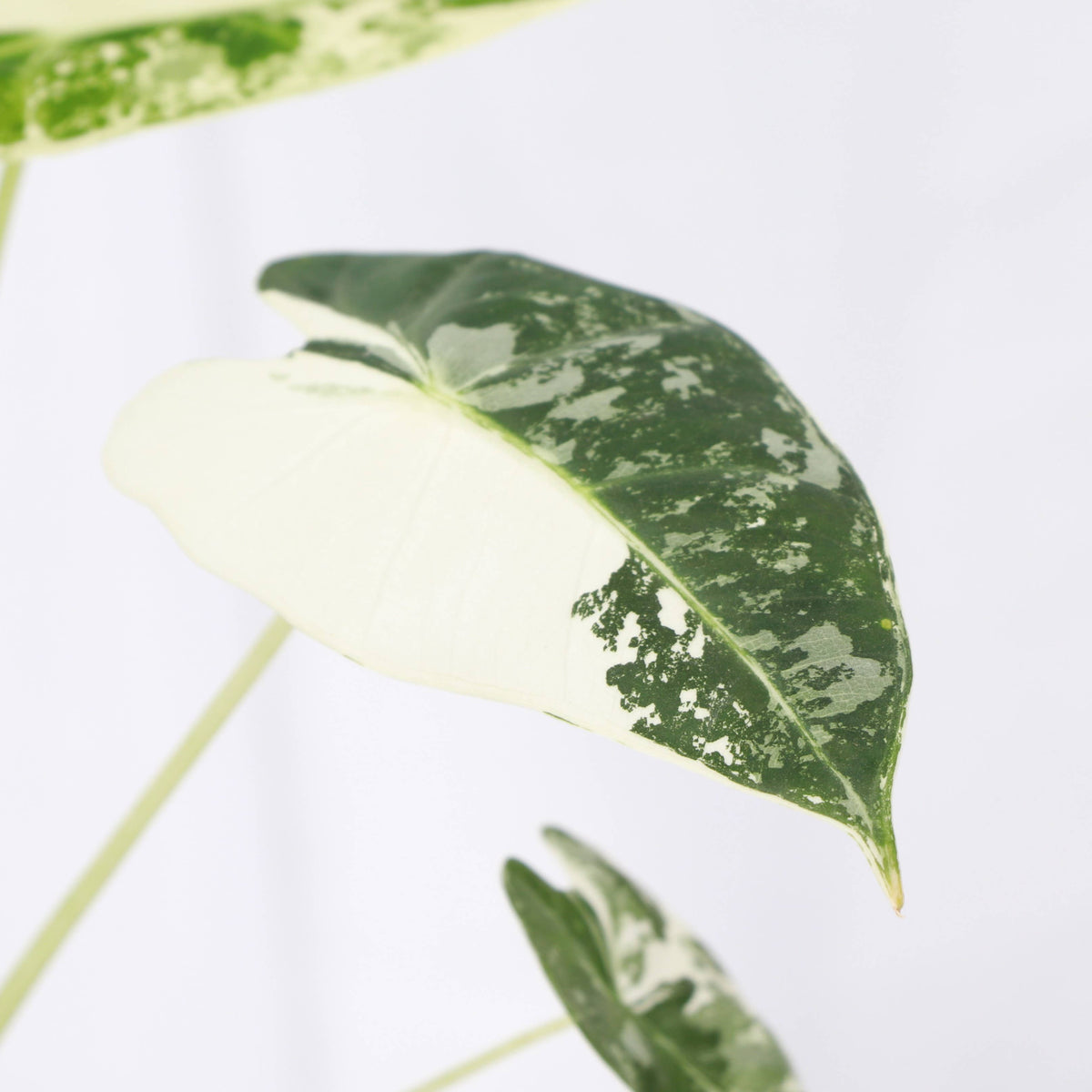 Variegated Alocasia Frydek - 4" Live Plant - RARE