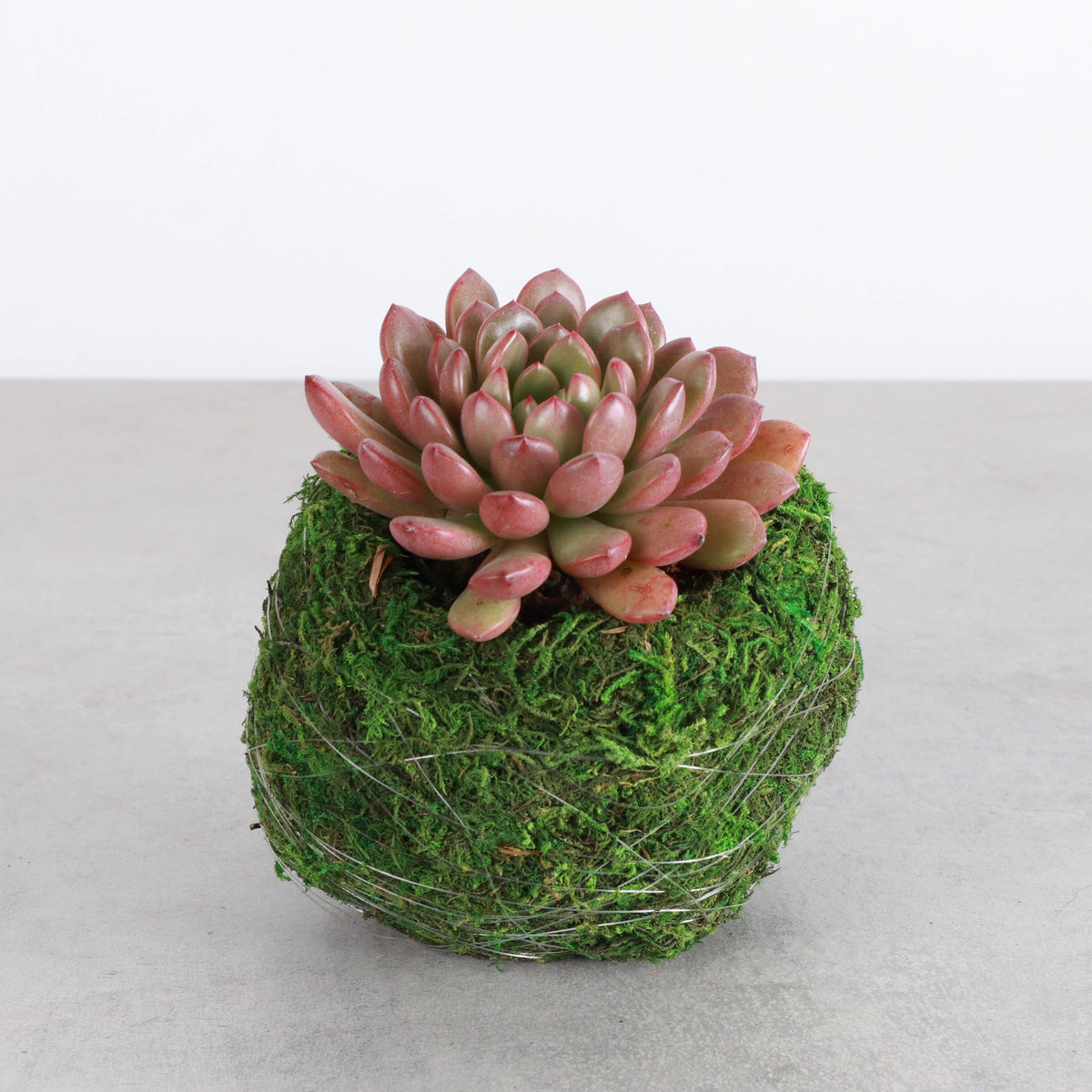 Kokedama Pot for Houseplants