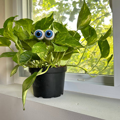 Plant Eyeballs- Choose your colors and quantity
