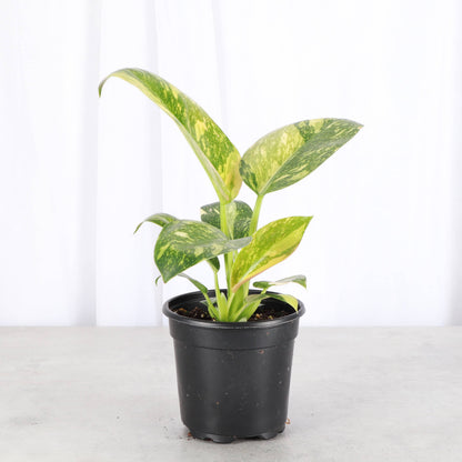 Philodendron Green Congo Nuclear Variegated - 4" Live Plant