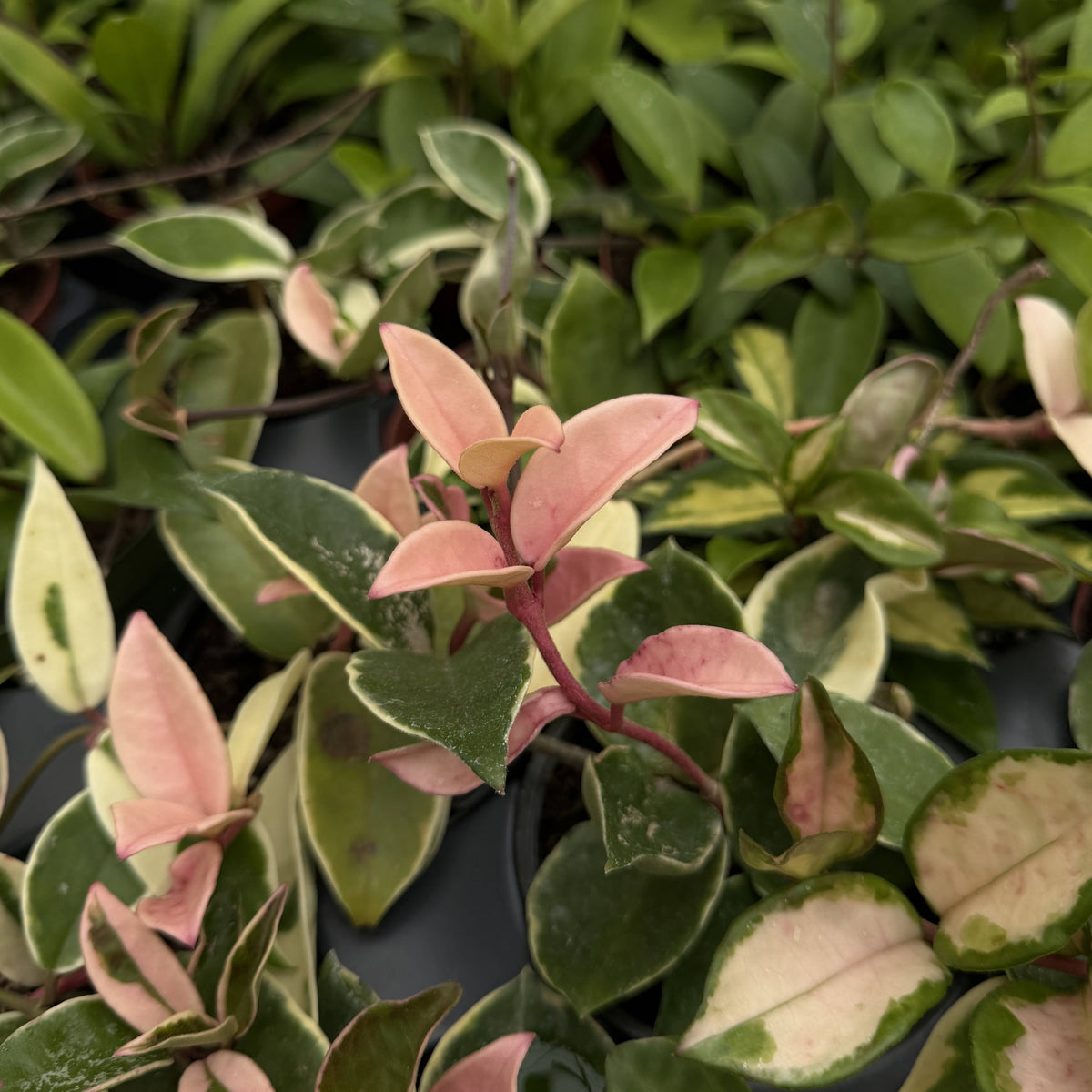 Live Hoya Plant - Assorted Variety - 4" Nursery Pot