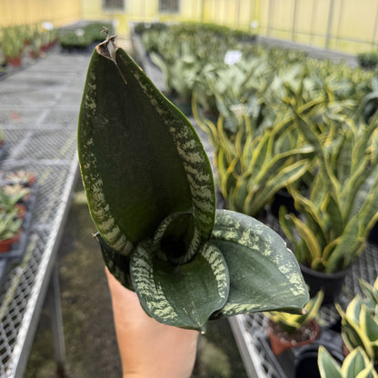 Whitney Snake Plant - 4" Live Plant