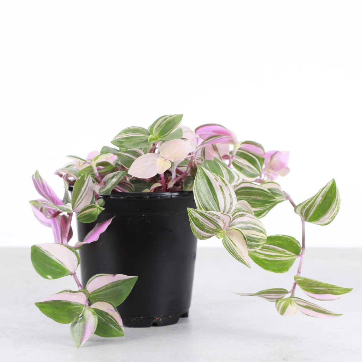 Tradescantia Quadricolor - 4" Live Plant
