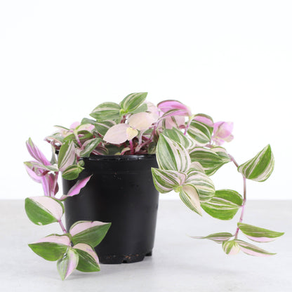 Tradescantia Quadricolor - 4" Live Plant