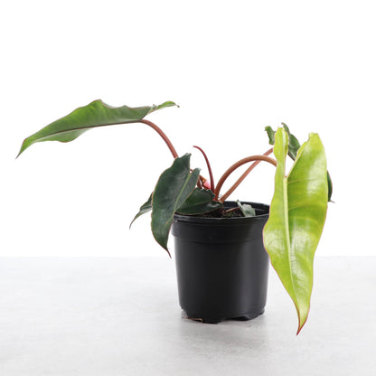 Philodendron Billietiae - Live Plant