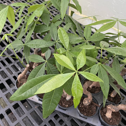 Money Tree - 4" Live Plant