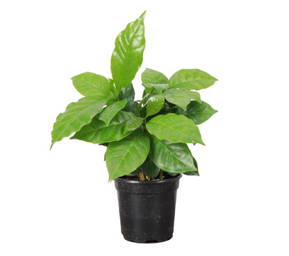 Coffee Plant - Live Plant