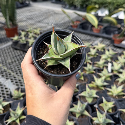Sansevieria Pinguicula - Walking Snake Plant - 3" Live Plant