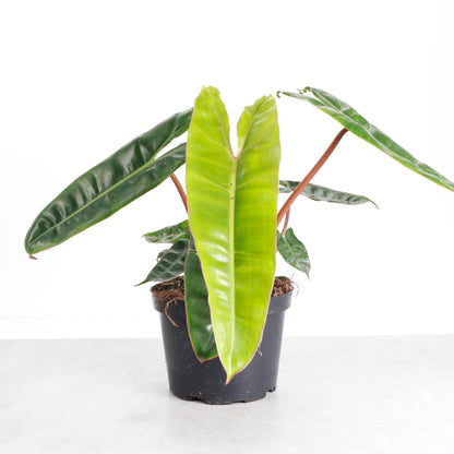 Philodendron Billietiae - Live Plant