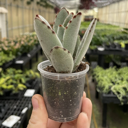 Panda Plant Kalanchoe -  2" Live Plant