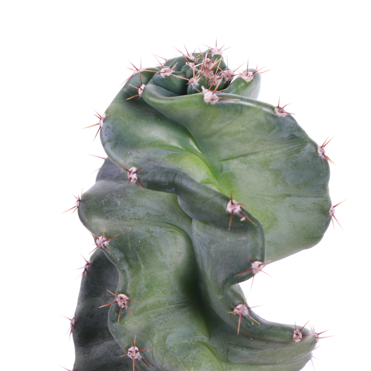 Spiral Cactus - 4" Live Plant
