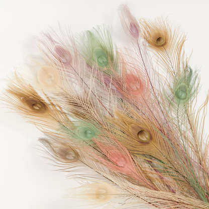 Pastel Peacock Feathers