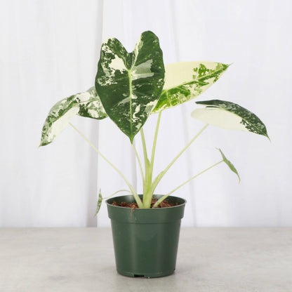 Variegated Alocasia Frydek - 4" Live Plant - RARE