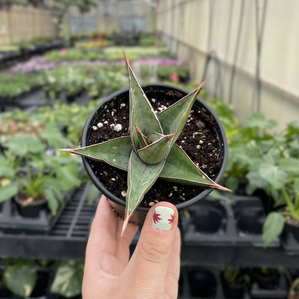 Sansevieria Pinguicula - Walking Snake Plant - 3" Live Plant