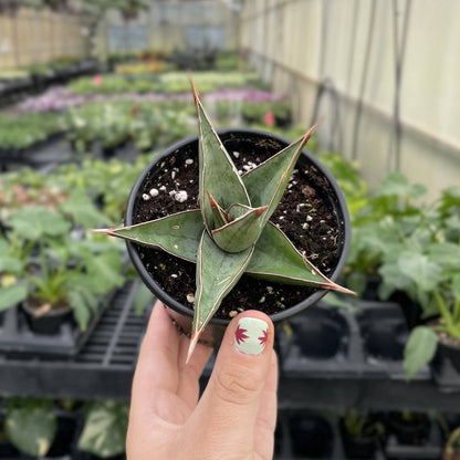 Sansevieria Pinguicula - Walking Snake Plant - 3" Live Plant