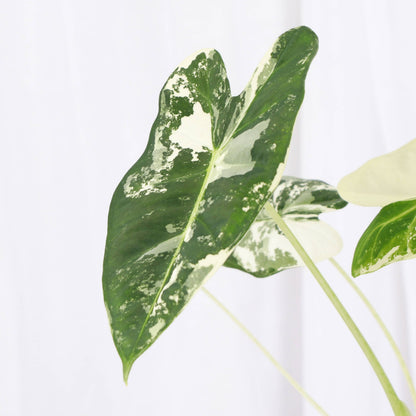 Variegated Alocasia Frydek - 4" Live Plant - RARE