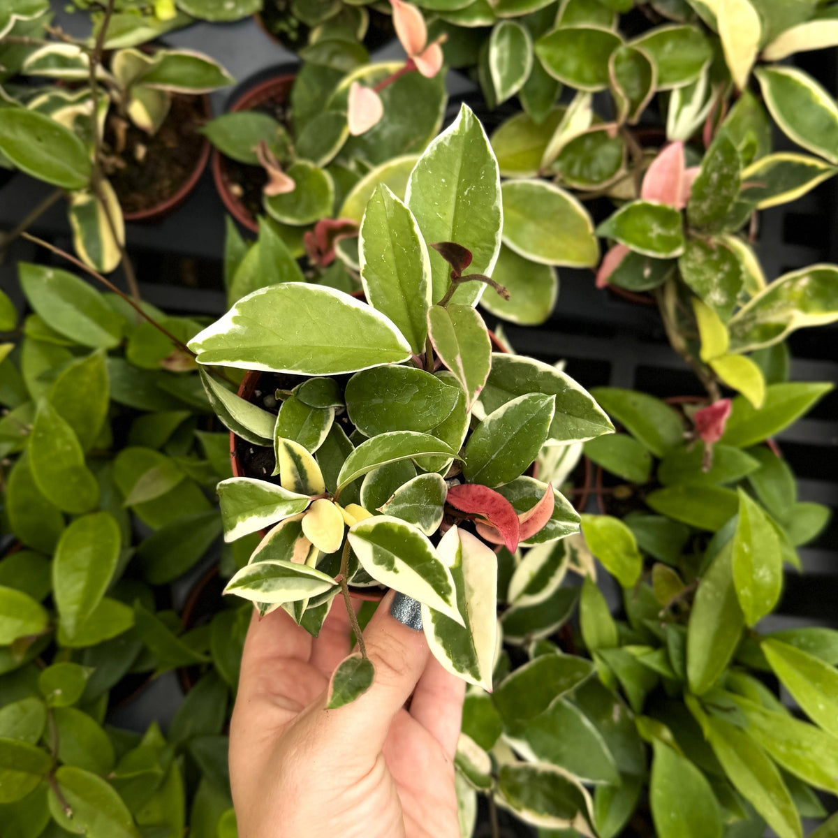 Live Hoya Plant - Assorted Variety - 4" Nursery Pot