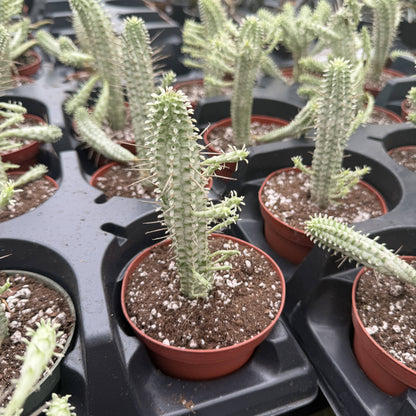 Variegated Corn Cob Succulent Cactus - 4" Live Plant