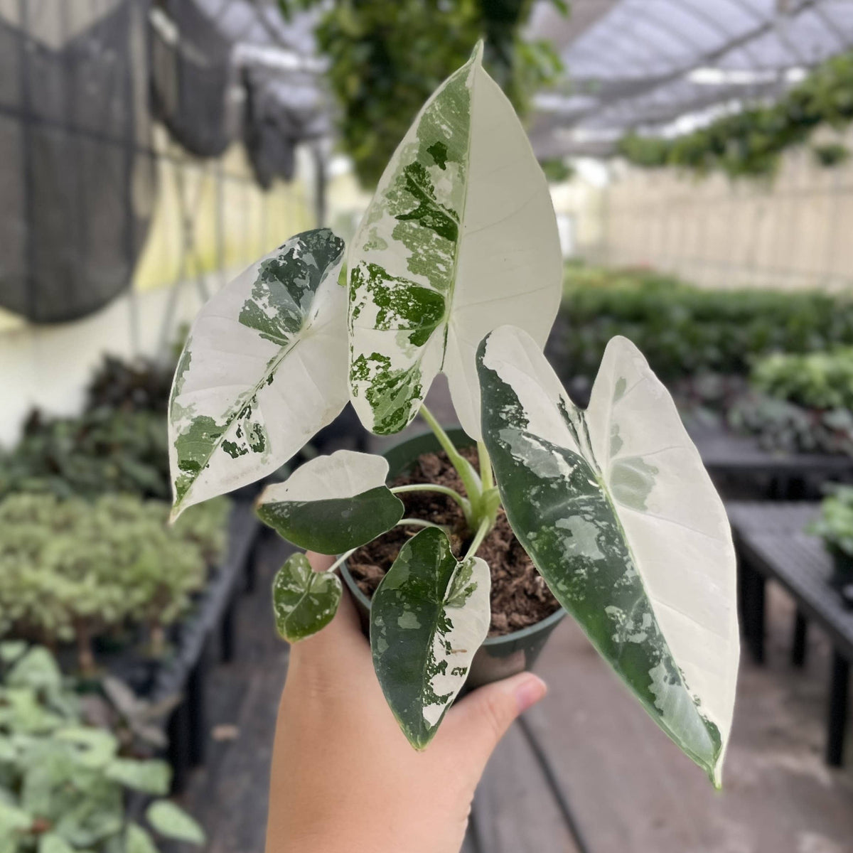 Variegated Alocasia Frydek - 4" Live Plant - RARE