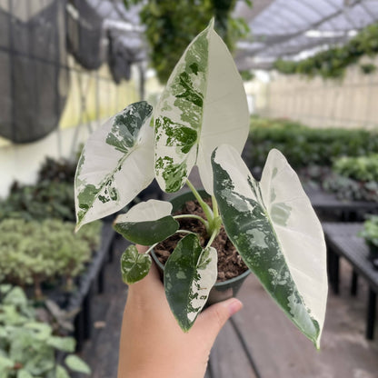 Variegated Alocasia Frydek - 4" Live Plant - RARE