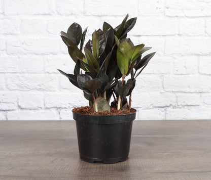 Black Raven ZZ Plant - Live Plant