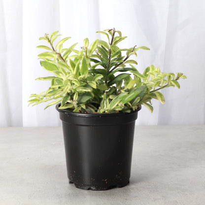 Lipstick 'Bolero Bicolor' Plant - 4" Live Plant