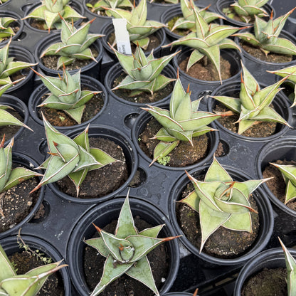 Sansevieria Pinguicula - Walking Snake Plant - 3" Live Plant