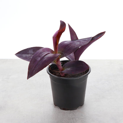 Tradescantia Purple Queen - 4" Live Plant