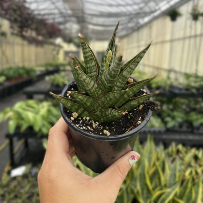 Table Mountain Snake Plant - 3.5" Live Plant