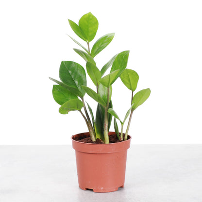ZZ Plant - Live Plant