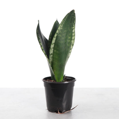 Whitney Snake Plant - 4" Live Plant