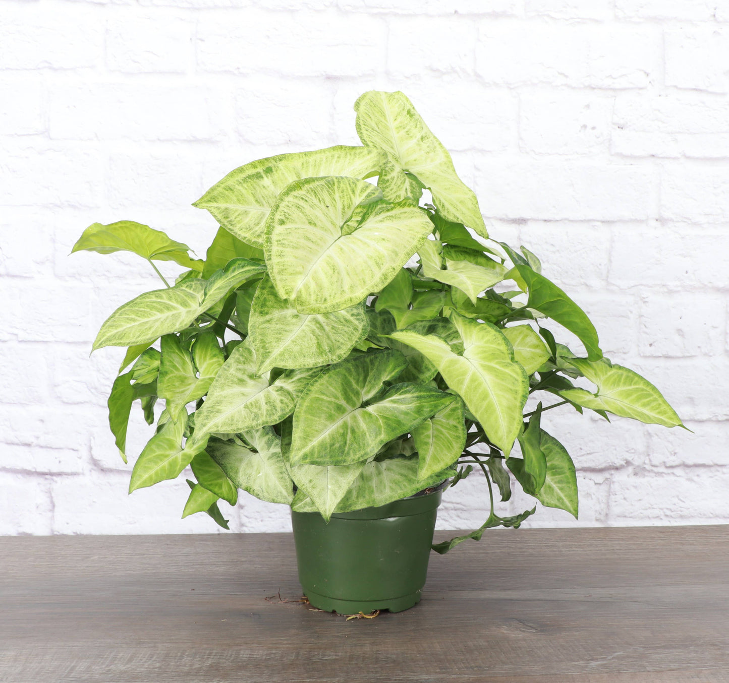 Assorted Butterfly Syngonium - Live Plant