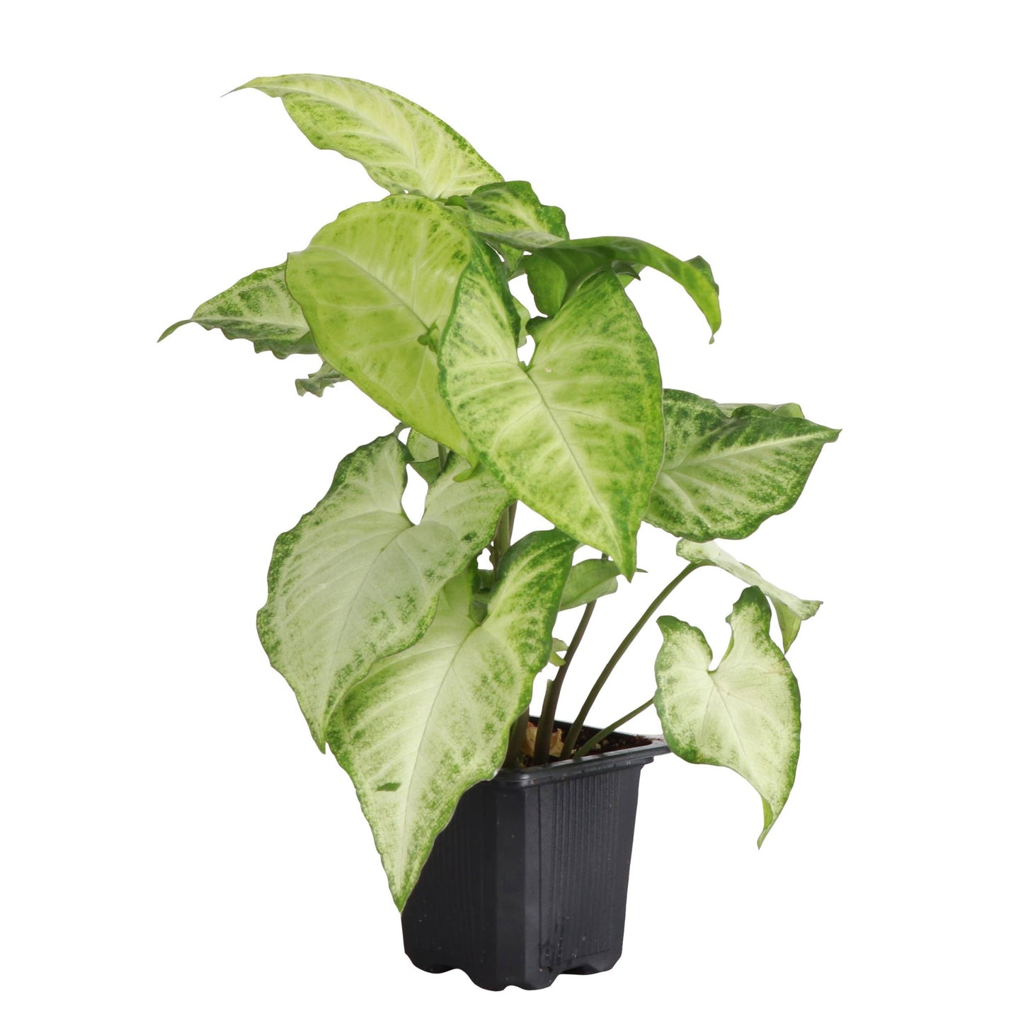 Assorted Butterfly Syngonium - Live Plant