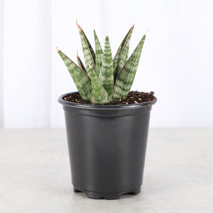 Table Mountain Snake Plant - 3.5" Live Plant