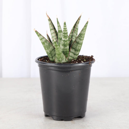 Table Mountain Snake Plant - 3.5" Live Plant