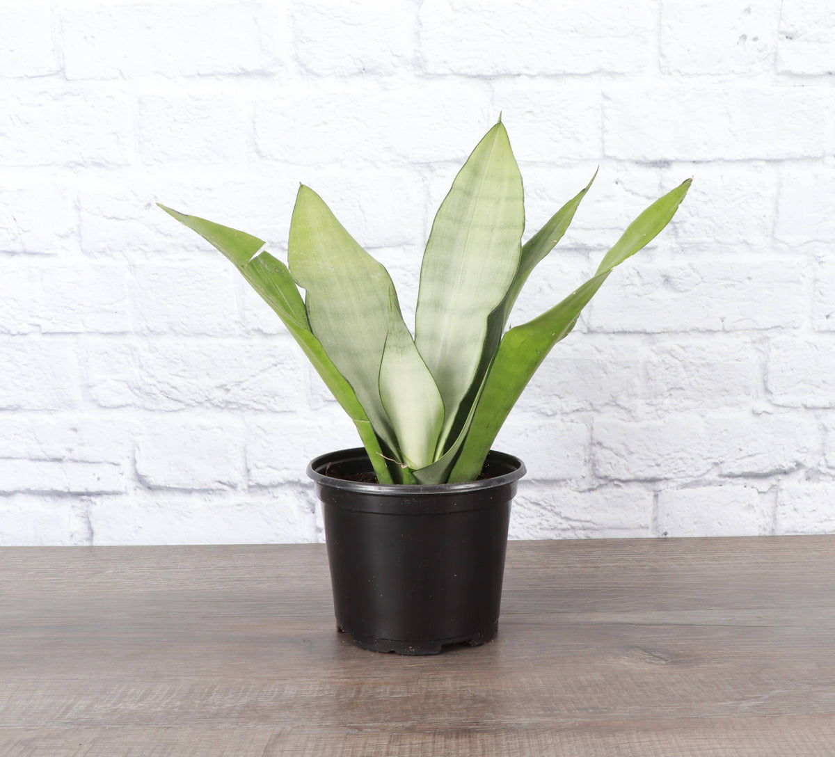 Moonshine Snake Plant - Live Plant