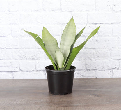 Moonshine Snake Plant - Live Plant