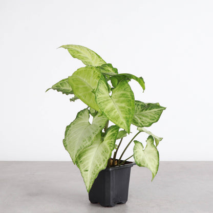 Assorted Butterfly Syngonium - Live Plant