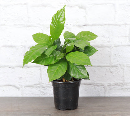 Coffee Plant - Live Plant