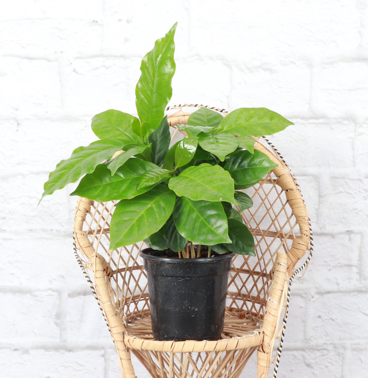 Coffee Plant - Live Plant
