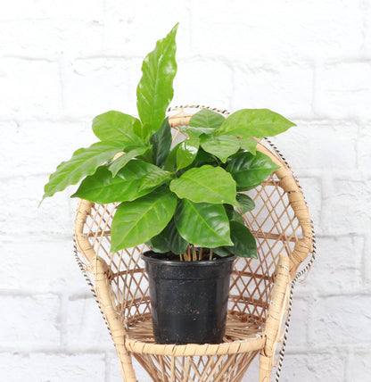 Coffee Plant - Live Plant