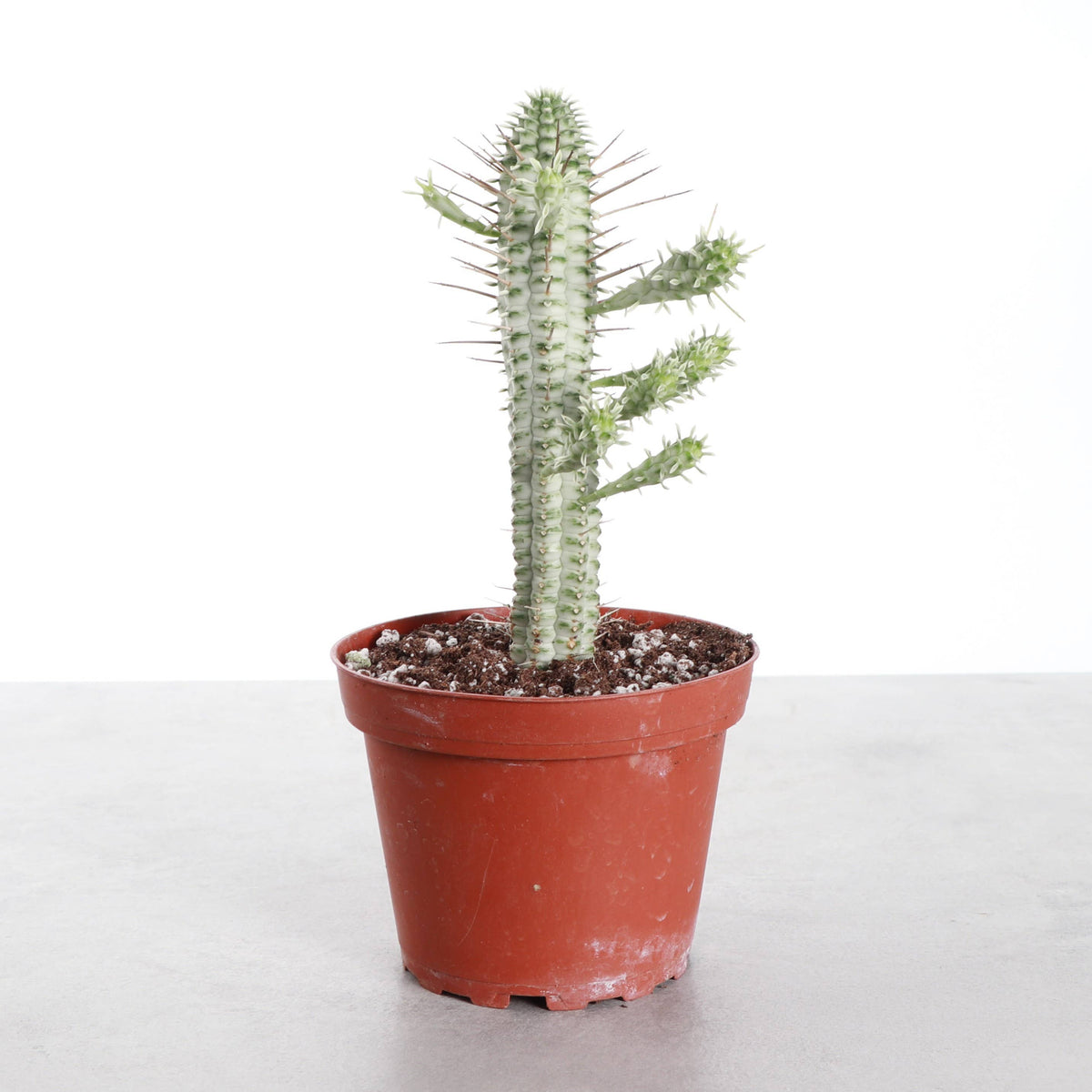 Variegated Corn Cob Succulent Cactus - 4" Live Plant