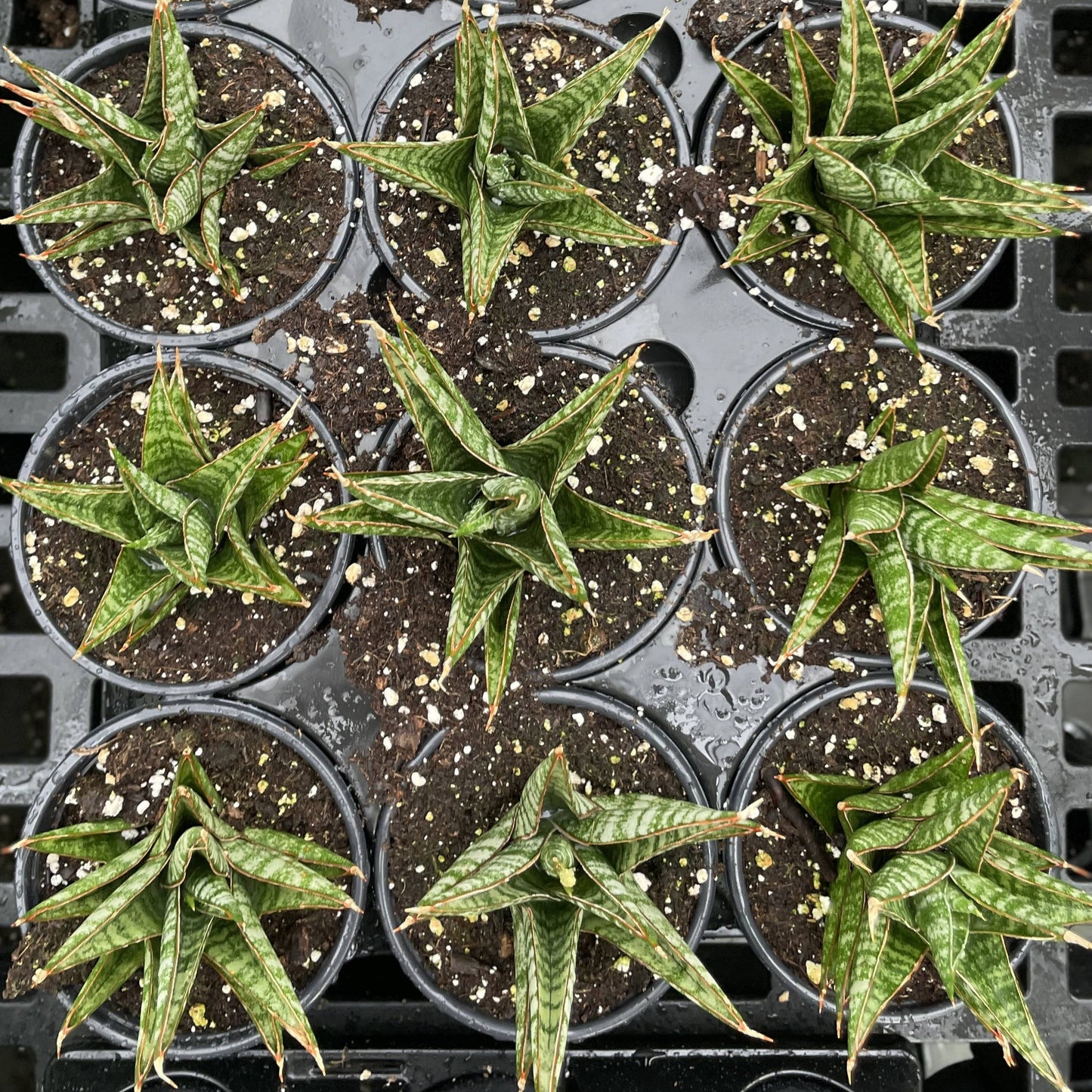 Table Mountain Snake Plant - 3.5" Live Plant
