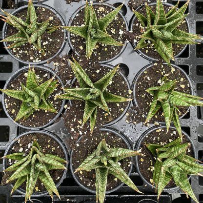 Table Mountain Snake Plant - 3.5" Live Plant