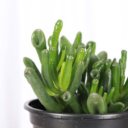 Ogre Ears Jade Plant - Live Plant