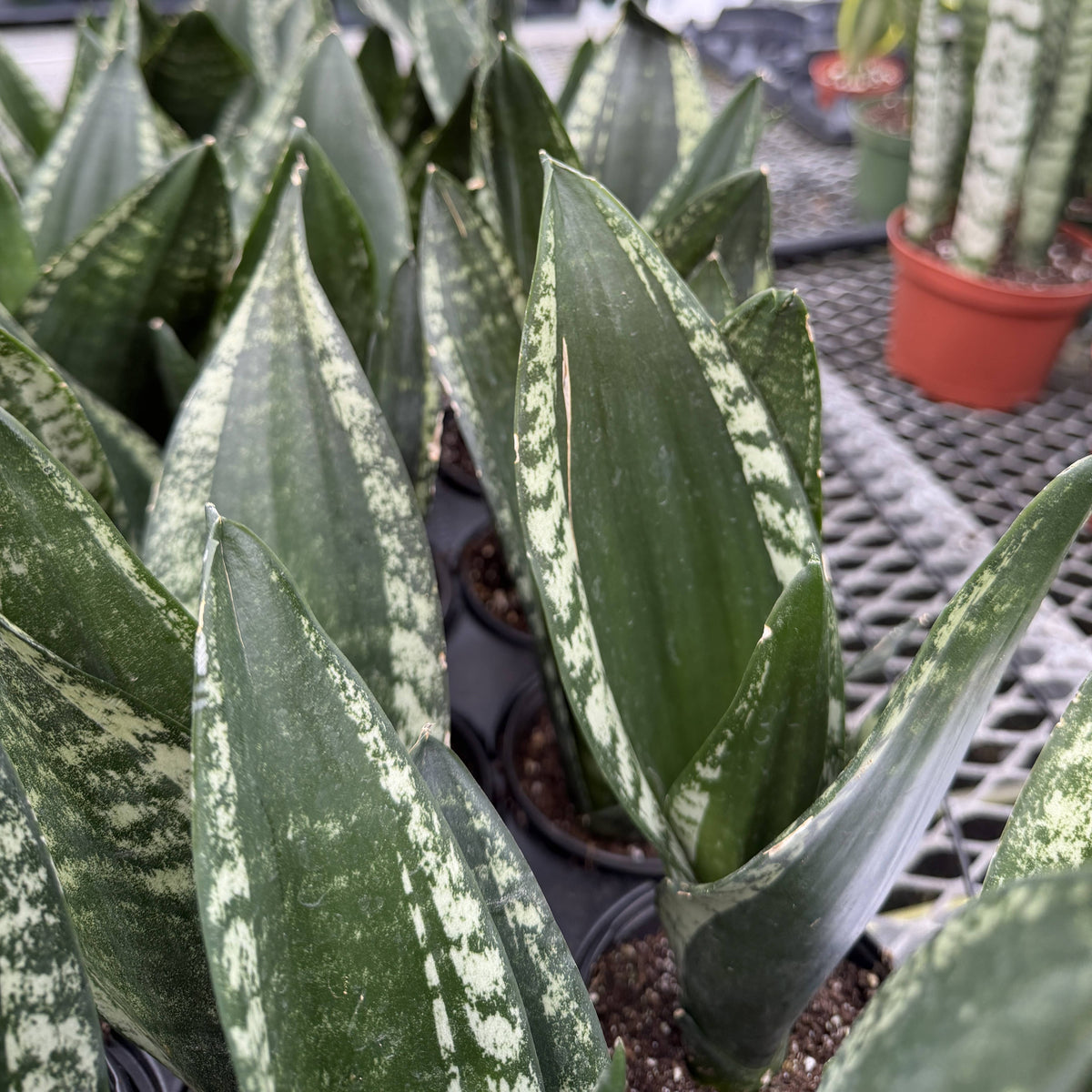 Whitney Snake Plant - 4" Live Plant