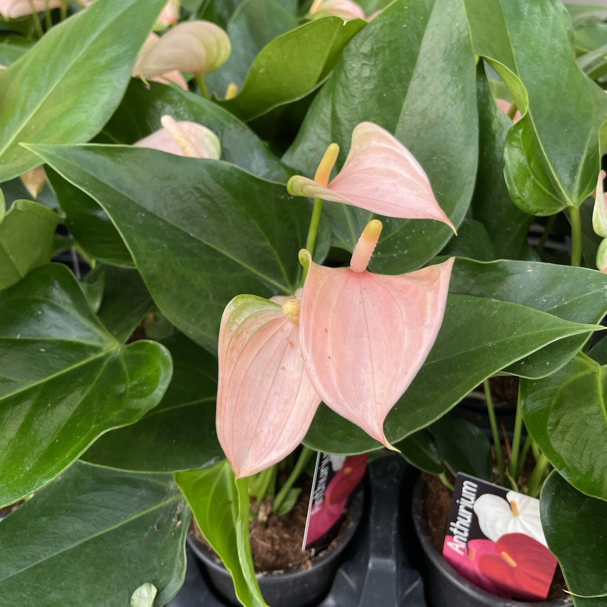 Peach Anthurium, Flamingo Flower - 4" Live Plant